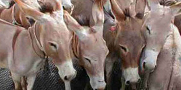Scrap workers arrested for slaughtering donkeys and selling meat