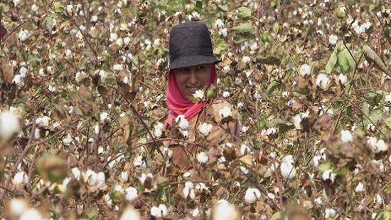 Egypt’s cotton exports fall by 54.2 pct in 2nd quarter of agricultural season