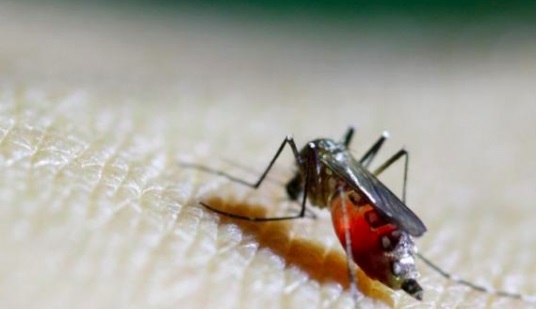 Scientists have built a very clever mosquito trap, it smells of human
