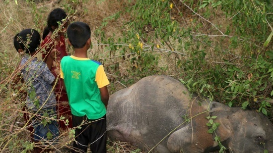 Four elephants killed by Sri Lankan train
