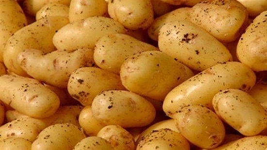 Top agricultural official Ok’s cargo of potato seeds with high level of Silver scurf fungus
