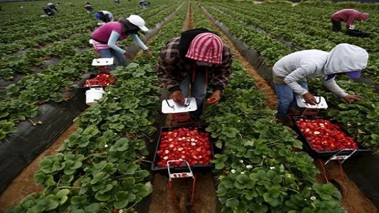 Egypt investigates claims of hepatitis-A virus in strawberry exports