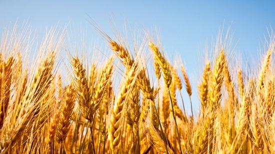 Egypt hires Swiss firm to inspect imported wheat shipments
