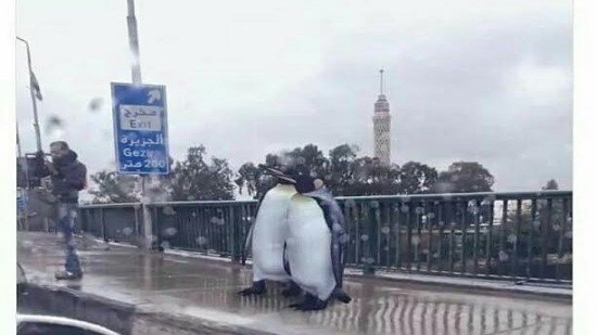 Penguins get Egyptian nationality by end of the year