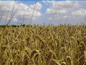 Egypt changes wheat tender rules