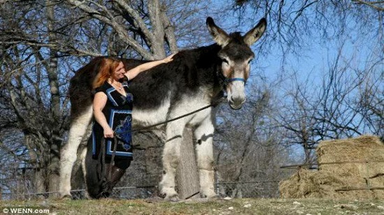 The world day for donkeys