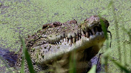 Crocodile devours a priest during a baptism ceremony!