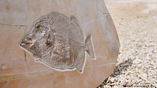 New fish fossil found in Germany