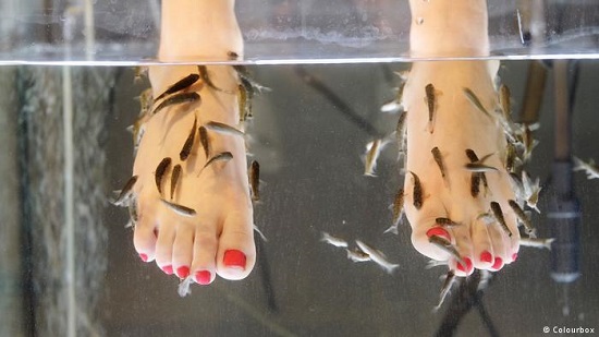 Why fish pedicures are a bad idea