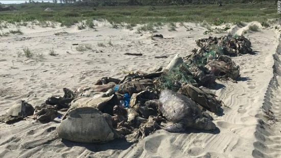 Hundreds of decomposing sea turtles were found off the Mexican coast