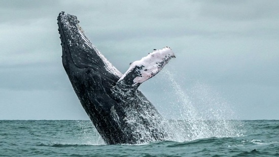 Pro- and anti- whaling nations set for clash in Brazil
