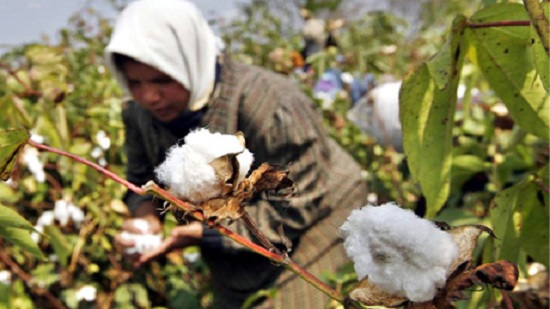 Egypt to sell 11 cotton gin lands worth EGP 27 bln to fund the development of the sector