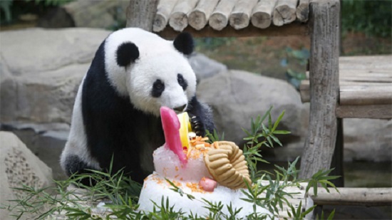 Panda celebrates first birthday in Malaysian zoo with ice cake