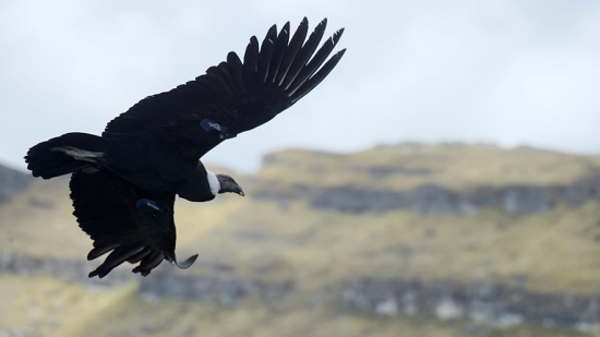 Man versus condor: the king of the Andes under threat