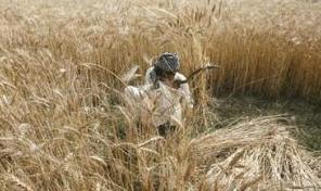 Egypt will not raise local wheat prices