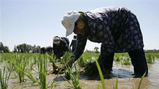Egypt plans to increase rice cultivation in 2019