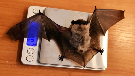 After spending winter in a fridge, Minsk bats return to the wild