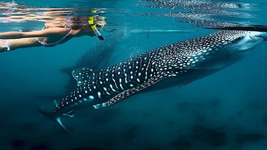 Red Sea Reserves officials seek to identify diver who harassed rare whale shark
