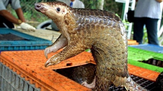 Coronavirus: Pangolins found to carry related strains
