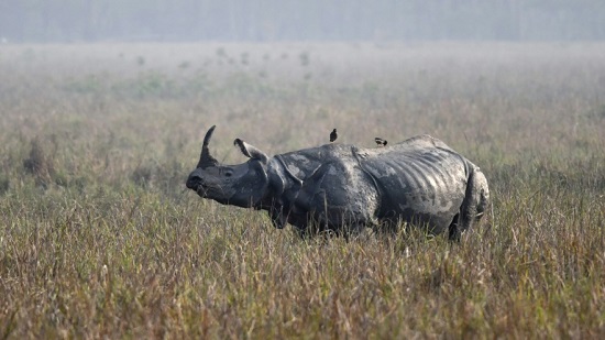 Rhino killed as poaching attempts increase amid India virus lockdown
