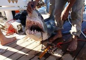 Shark kills German woman in Sharm 
