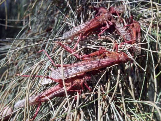Minister: No danger from locusts in Sudan