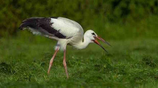 Giza Zoo celebrates arrival of baby white stork
