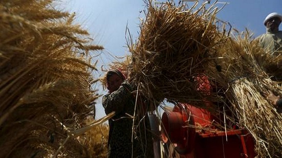 Egypt returns to zero tolerance of ergot fungus in wheat