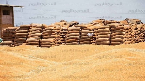 Egypt rejects US wheat shipment due to high ergot fungus content