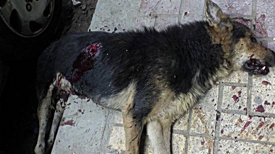 Cairo kills 30 stray dogs after residents’ complaints