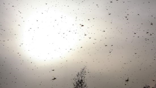 Egypt braces for swarms of locusts  