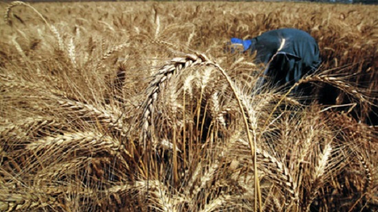 Egypt raises supply price of wheat for the 2017 crop season