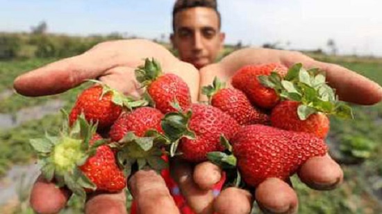 EU lifts additional controls on Egyptian strawberries: Ministry of Agriculture
