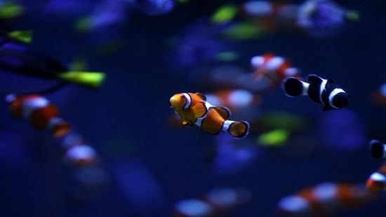 Light pollution puts Nemo’s offspring at risk
