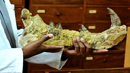 Hidden mysteries lie in wait inside Kenya s fossil treasury
