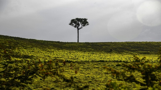 Deforestation in Brazil s Amazon up 85 percent in 2019
