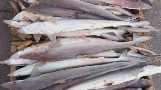 Overfishing of sharks in the Red Sea sparks outcry

