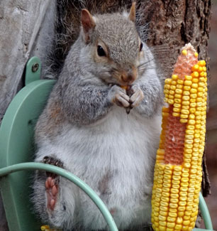 Chubby the squirrel puts on a little too much weight for the winter